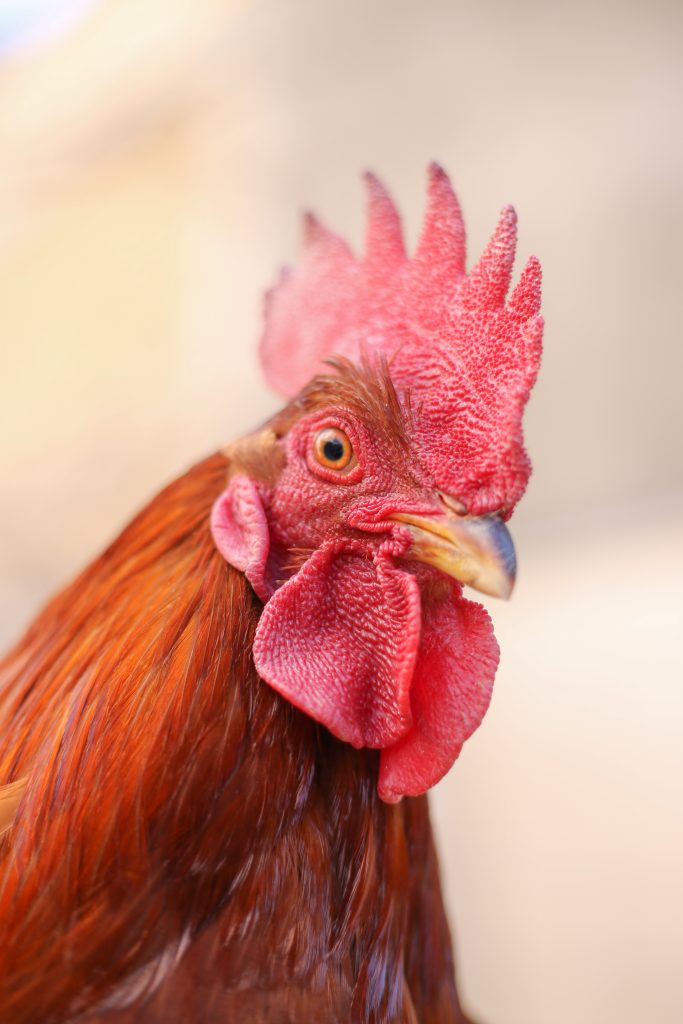 All Before the Rooster Crowed