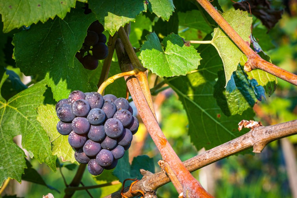 The Ultimate Fruit of Our Devotion to God
