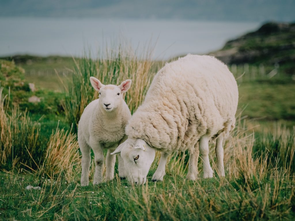 The Shepherd & His Sheep: What Our Lord Provides