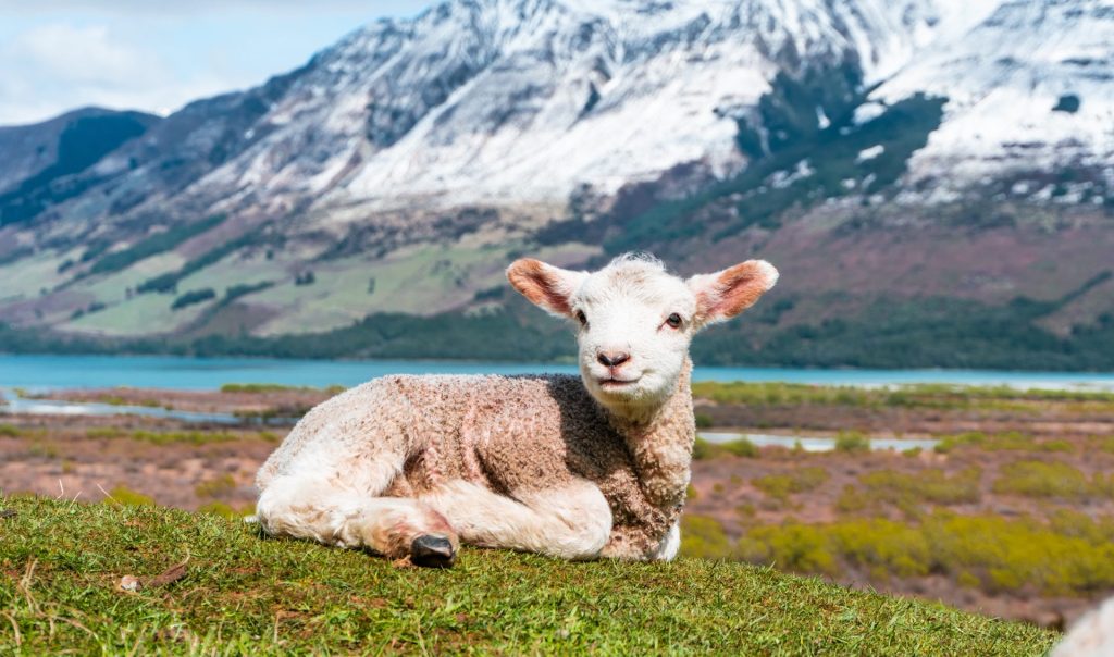 David’s Shepherd – Psalm 23 Introduction