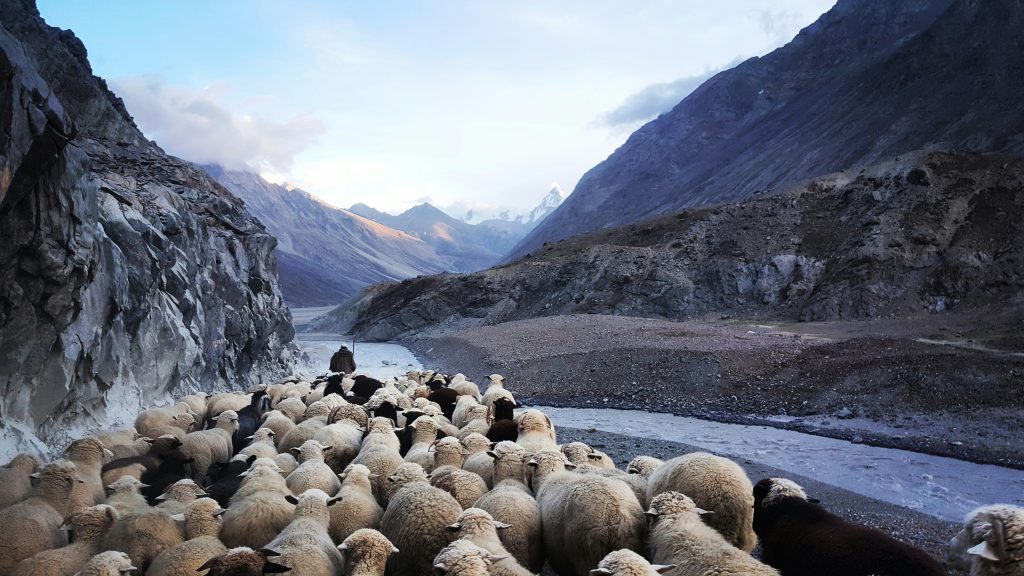 The Shepherd & His Sheep: Where He Leads Us