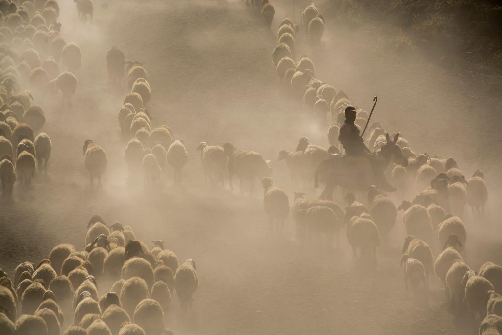 Our Travel Companion: Where Our Shepherd Is