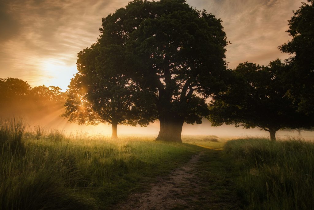 Living Psalm 19