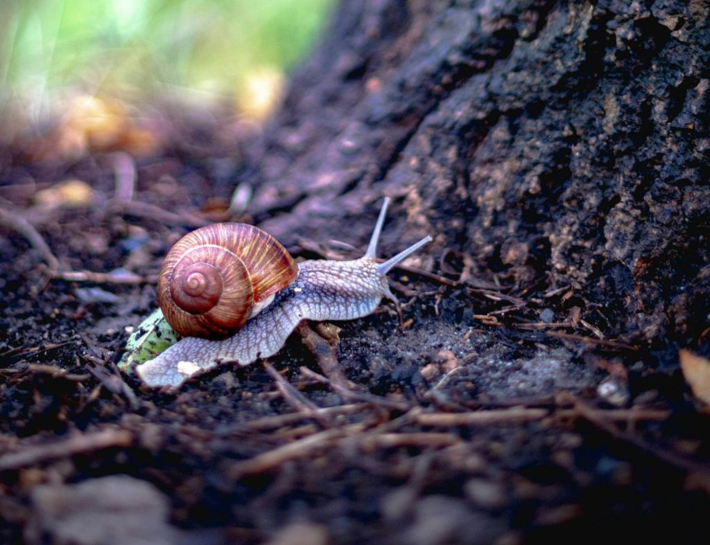 Patience Part One: He Whom Endured