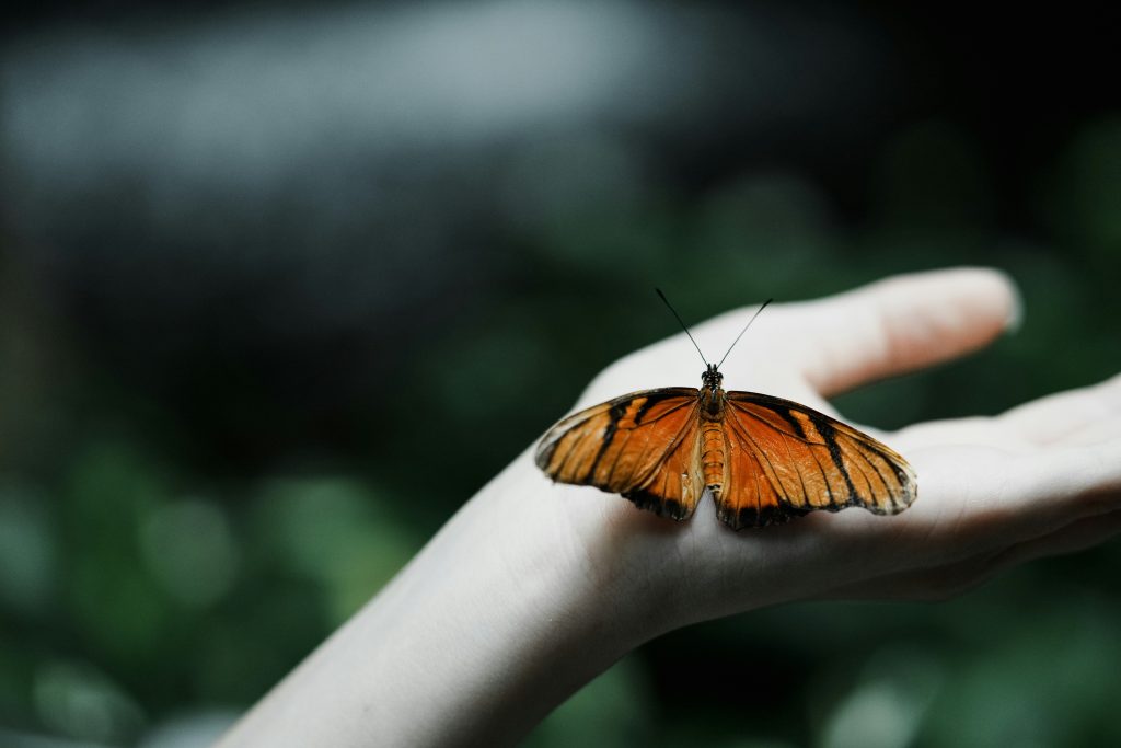 The Heart of Christ: A Simple Gentleness