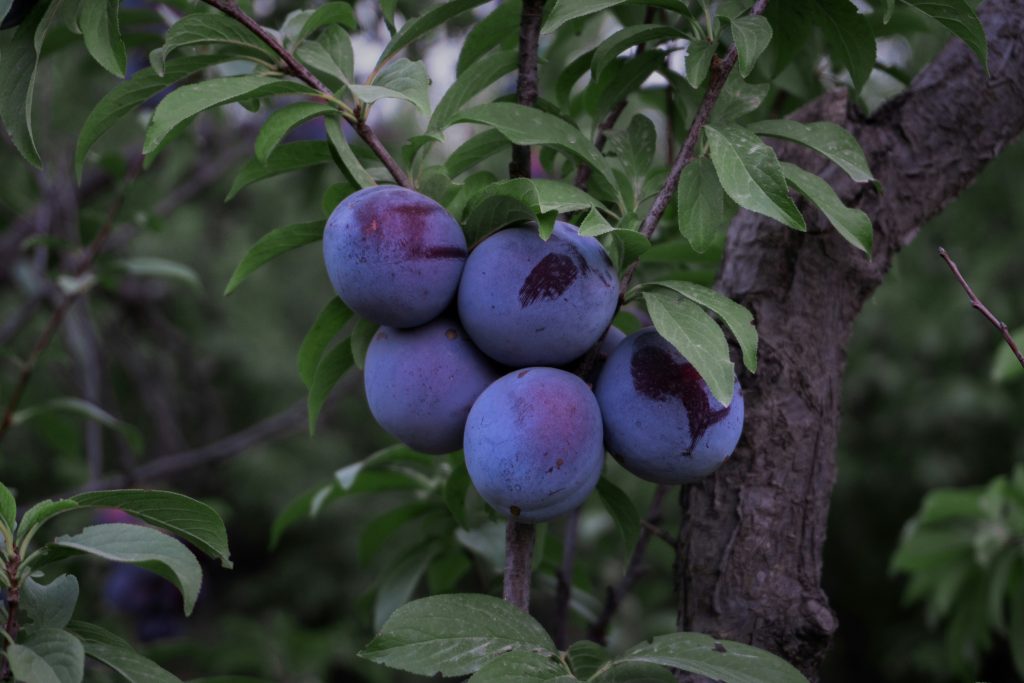 The Fruit As One