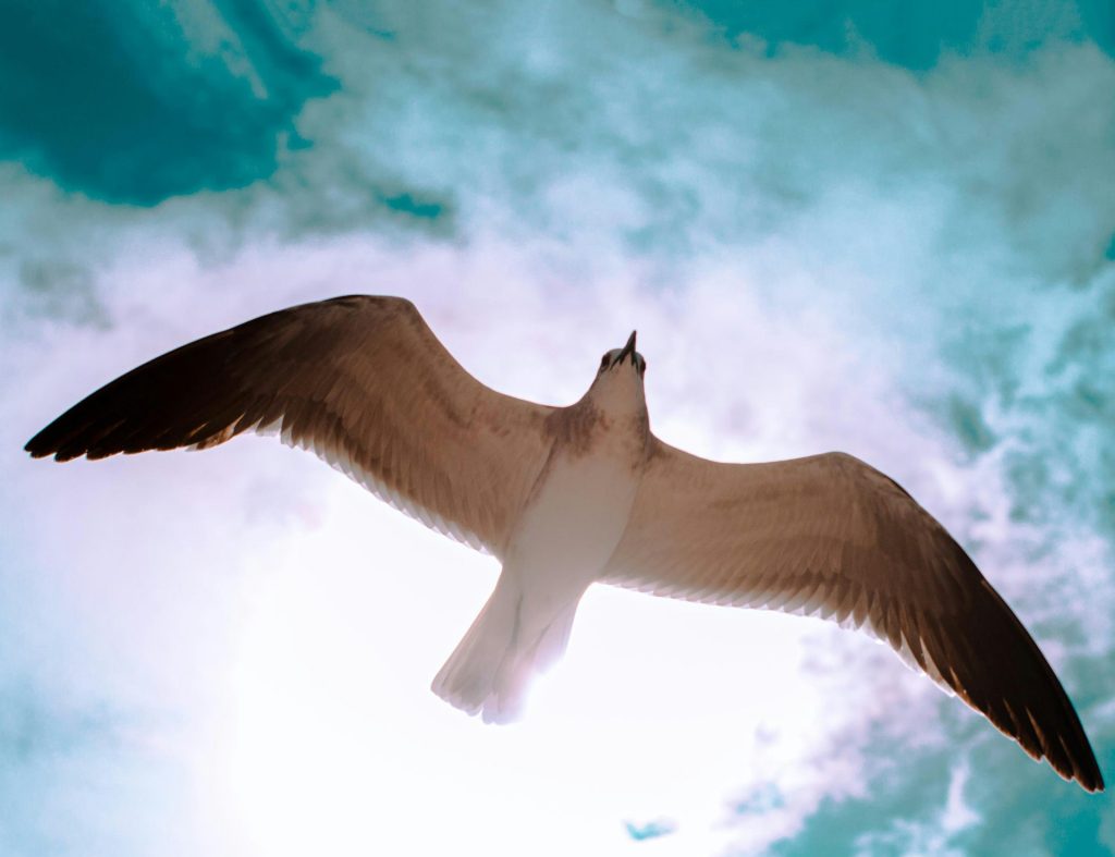 Under His Wings